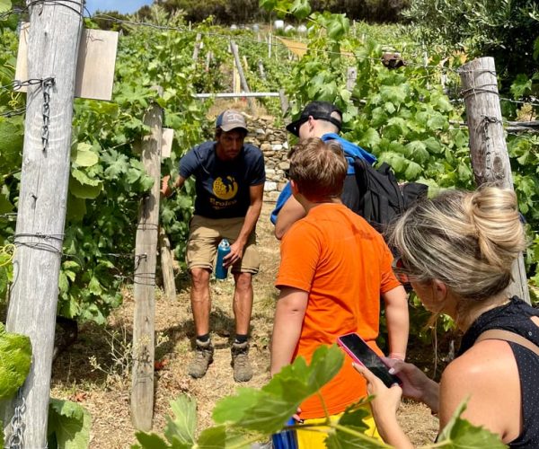 Vernazza: Panoramic Vineyard Trekking Tour w/ Wine Tasting – Liguria, Italy