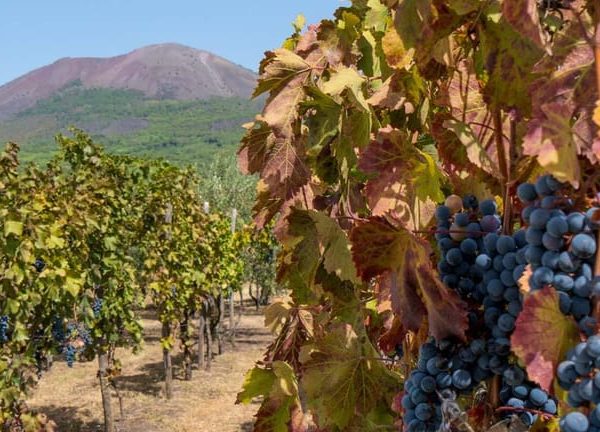 Vesuvius Valley and Pompeii with wine taste and lunch by Van – Pompei, Italy