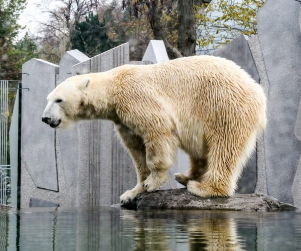 Vienna: Zoo with Private Flexible Transfers and Tickets – Vienna, Austria