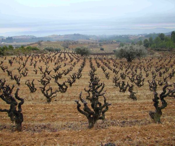 Vilafranca del Penedès: Winery Visit with Tastings – Catalonia, Spain