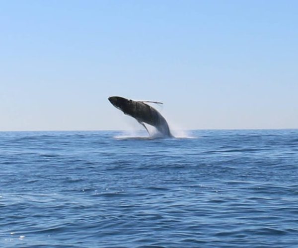 WHALE WATCHING TOUR CABO SAN LUCAS – Cabo San Lucas, Mexico