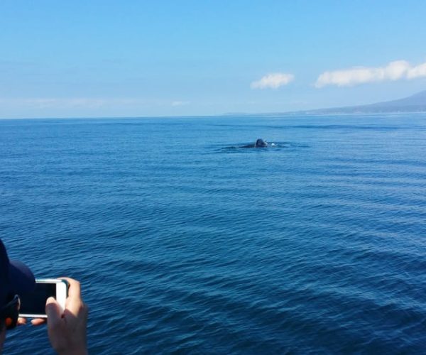 Whale Watching Cruise in Puerto Vallarta – Puerto Vallarta, Mexico