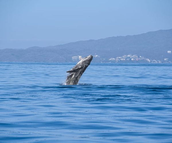 Whale Watching Guaranteed Experience in Puerto Vallarta – Puerto Vallarta, Mexico