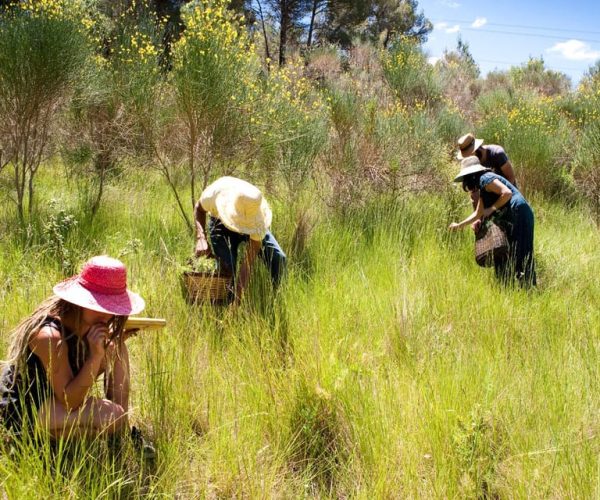 Wild experience: discover, cook & eat the local wild flora – Catalonia, Spain