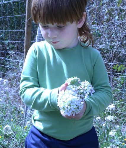 Wild walk: discover the local wild flora – Catalonia, Spain