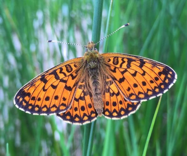 Wilder Skies – Somerset nature tours – South West England, United Kingdom