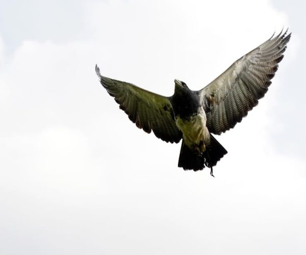 York: Entry to York bird of prey centre – East Midlands, United Kingdom