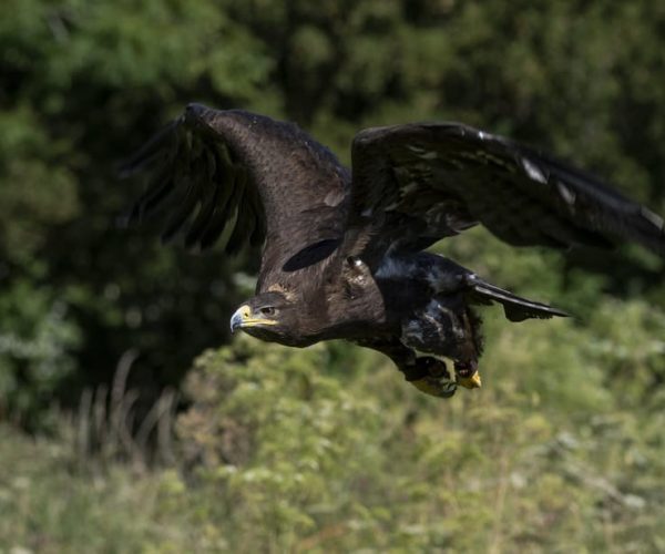 York: York Bird of Prey Centre Entry Ticket – East Midlands, United Kingdom