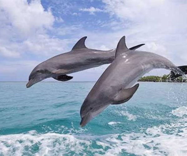 Zanzibar: Dolphin Tour And Snorkeling at Mnemba Island. – Zanzibar, Tanzania