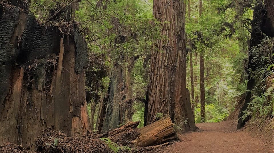 Arcata’s Redwood Forest: Hike Through the Emerald Canopy – California, California