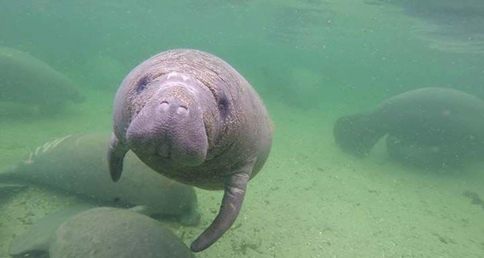 Bradenton: Anna Maria Island Guided Kayaking Manatee Tour – Bradenton, Florida