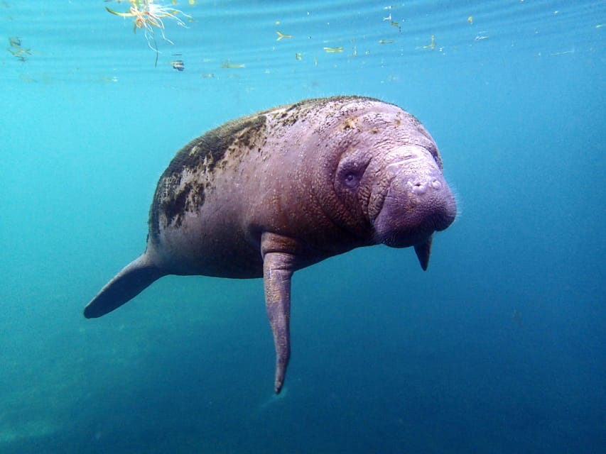 Crystal River: Snorkel with Manatees & Dolphin Airboat Trip – Crystal River, Florida