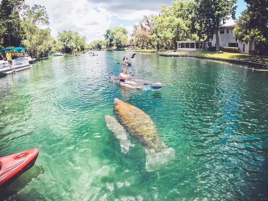 Crystal River: VIP Clear Kayak Manatee Ecotour – Crystal River, Florida