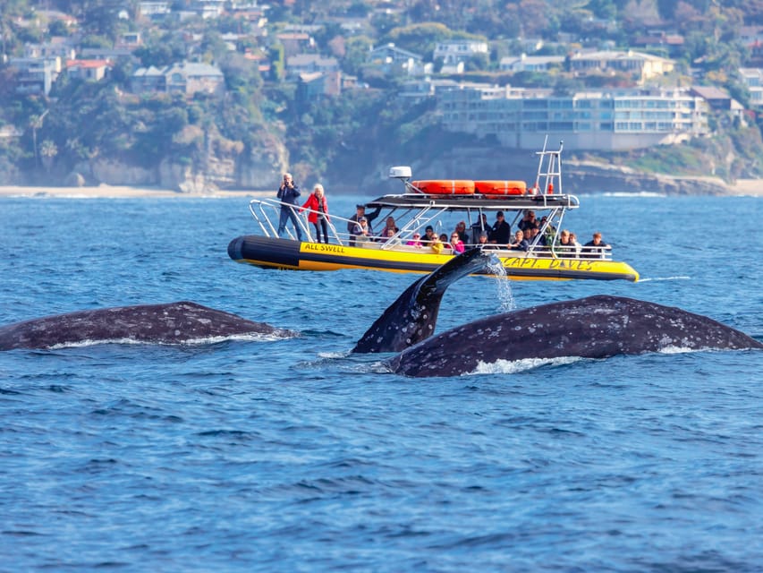 Dana Point Fast & Fun Zodiac-Style Dolphin & Whale Watching – California, California