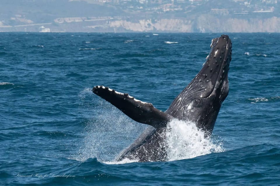 Dana Point: Whale and Dolphin Watching Tour – California, California