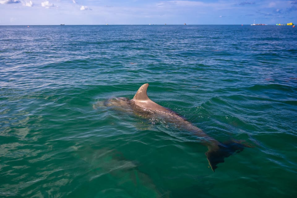 Dolphin Snorkel & Sandbar Key West – Key West, Florida