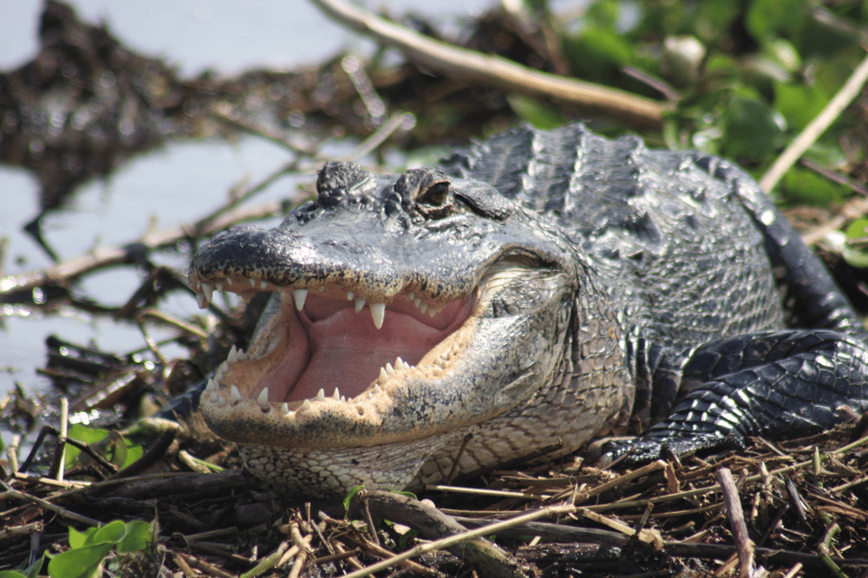 Everglades Day Safari from Sanibel, Fort Myers & Naples – Big Cypress National Preserve, Florida