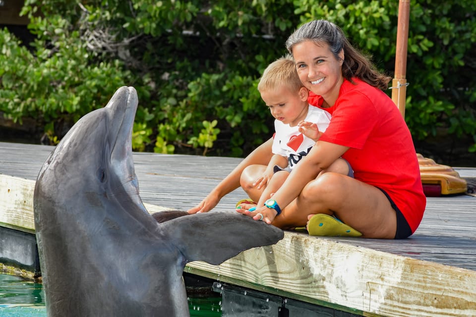 Florida Keys: Dockside Dolphin Experience – Duck Key, Florida