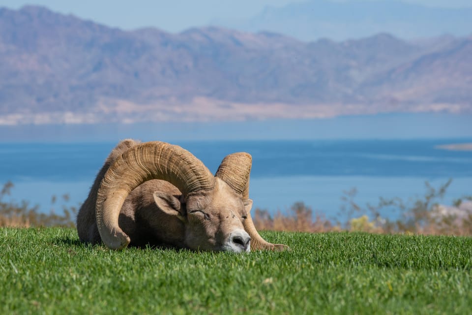 From Las Vegas: Lake Mead Wildlife & Seven Magic Mountains – Seven Magic Mountains, Nevada