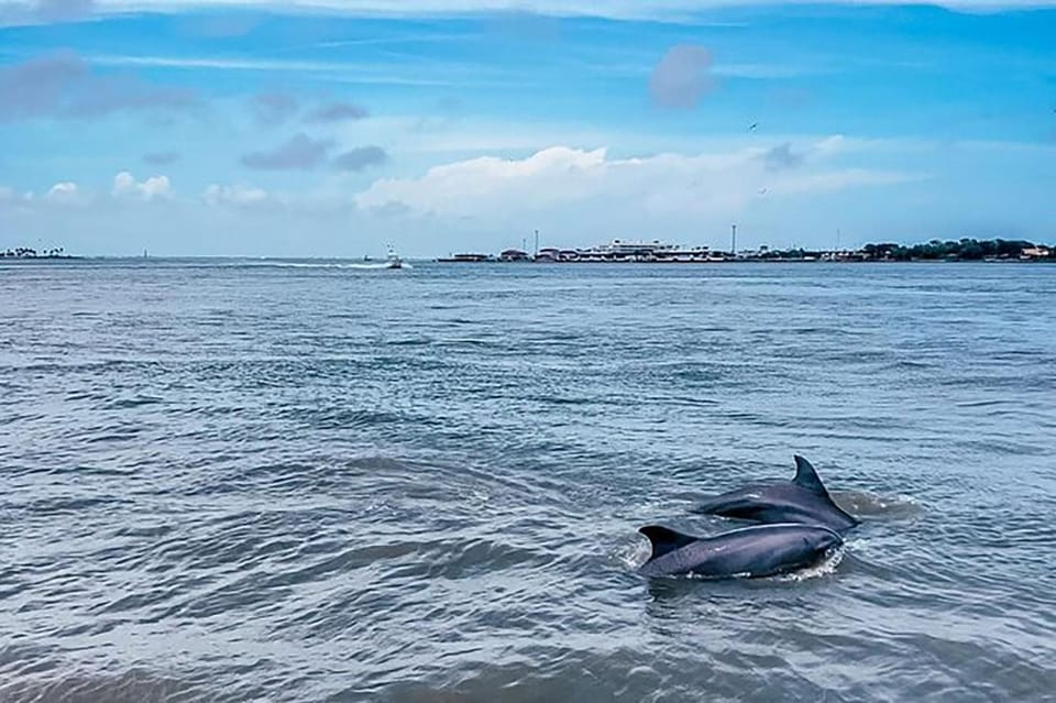 Galveston: Dolphin-Watching Cruise – Galveston, Texas