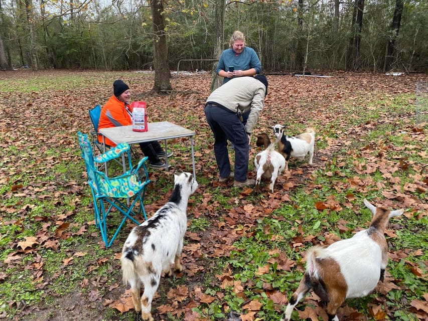 Houston: Adorable mini goats experience e – Houston, Texas