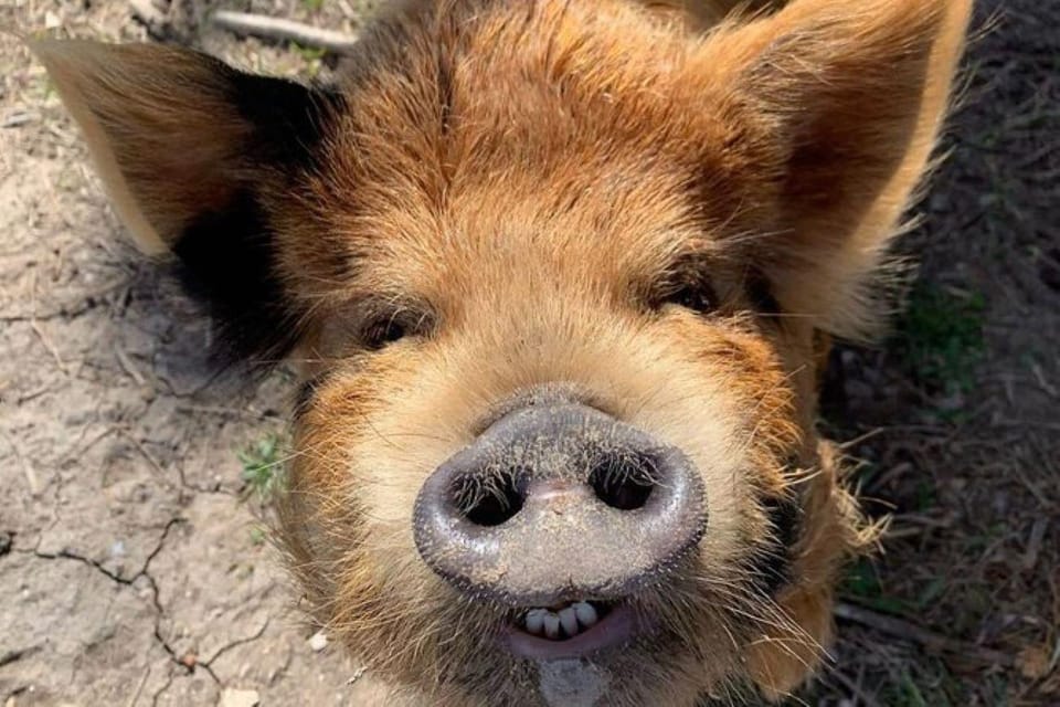 Hutto Texas: Kune kune Pig Farm Visit – Austin, Texas