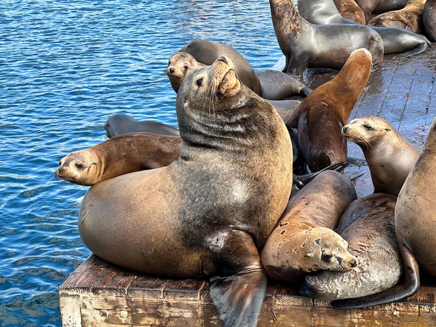 Los Angeles: Redondo Beach Glass Bottom Boat Cruise – Los Angeles, California