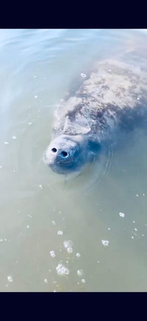 Manatee and Nature Tour of Ormond Beach – Ormond Beach, Florida