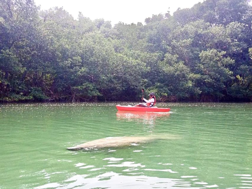 Miami: Manatee Season Paddleboard or Kayak Tour – Miami, Florida