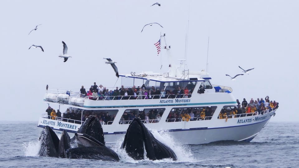 Monterey: Whale Watching Tour with A Marine Guide – California, California