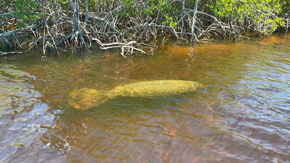 Naples, FL: Manatee Sightseeing and Wildlife Boat Tour – Naples, Florida