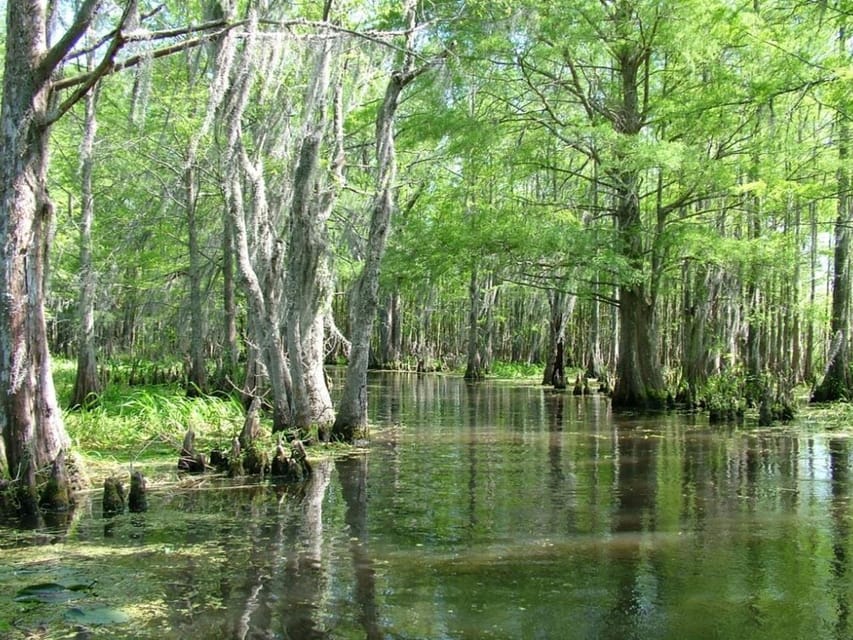 New Orleans: Honey Island Swamp Boat Tour with a Guide – New Orleans, Louisiana