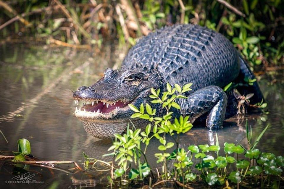 New Orleans: Honey Island Swamp and Bayou Boat Tour – Slidell, Louisiana