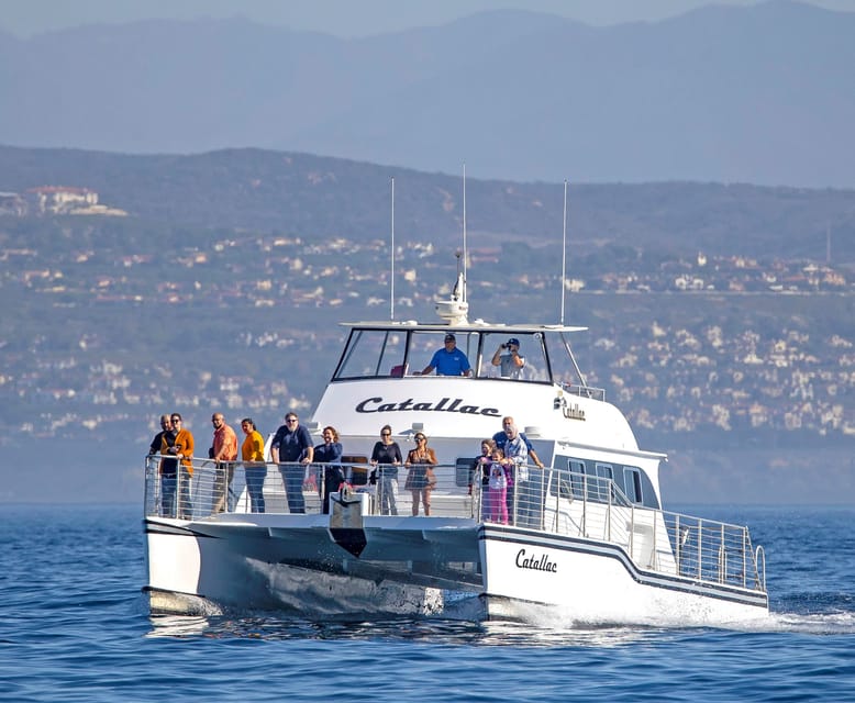 Newport Beach: Luxury Whale Watching Catamaran Cruise – Newport Beach, California