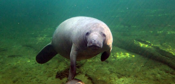 Orlando: Kayaking Tour with Manatee Encounter – Blue Spring State Park, Florida