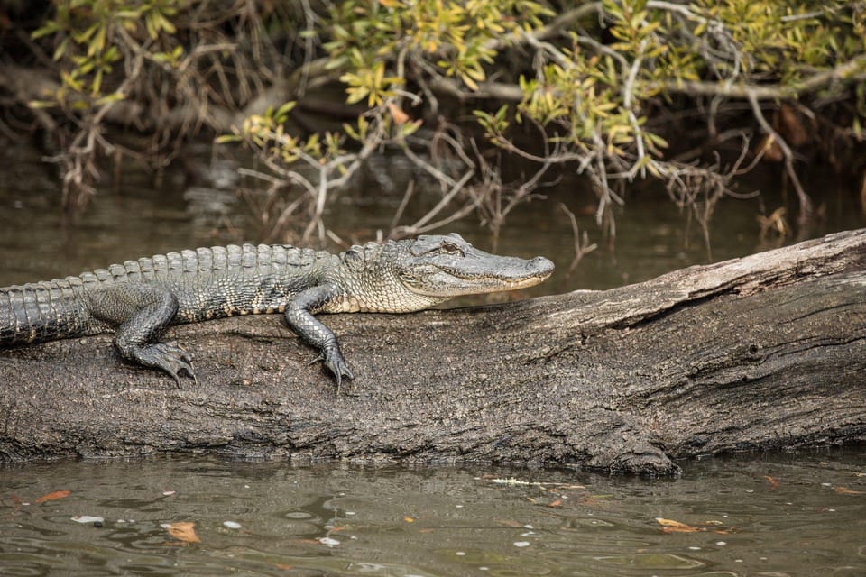 Patterson: Atchafalaya Basin Swamp Tour with Captain Caviar – Atchafalaya River, Louisiana