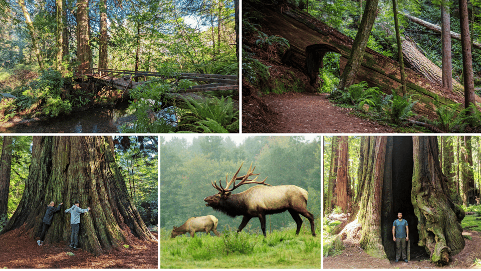 Prairie Creek State Park: Redwood Forest Hiking Tour – California, California