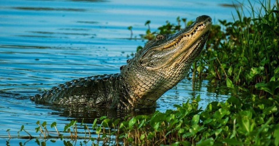 Private Everglades Tour:Explore the Beauty of the Everglades – Everglades City, Florida