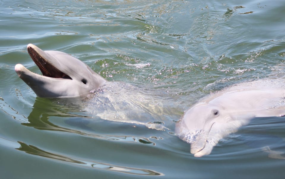 Private dolphin tours in the amazing Savannah Marsh – Savannah, Georgia