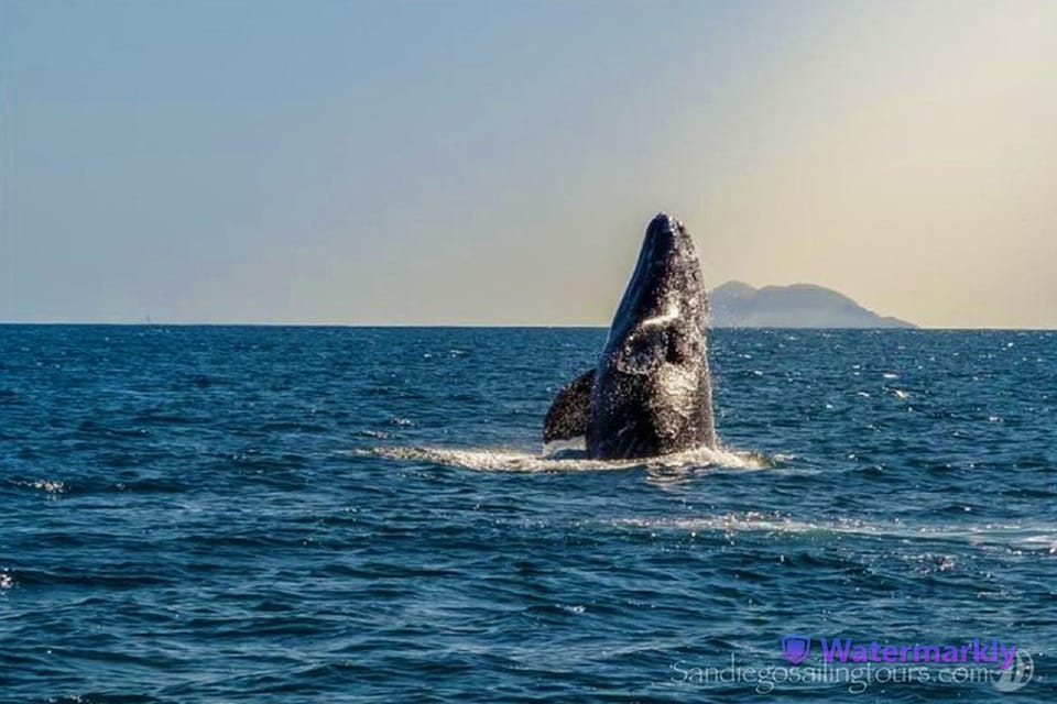 San Diego: Half-Day Marine Wildlife Tour with Lunch – San Diego, California