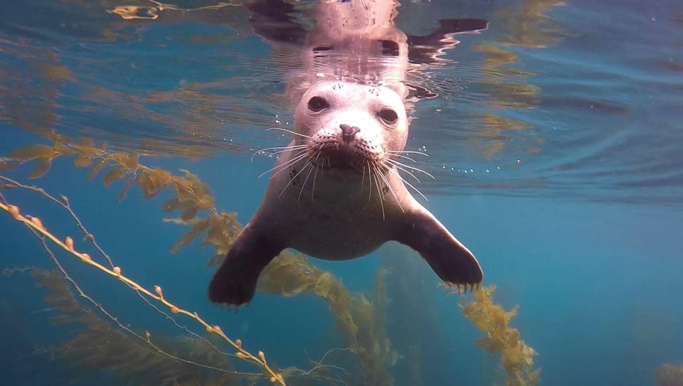 San Diego: La Jolla Cove Guided Snorkeling Tour – La Jolla, California