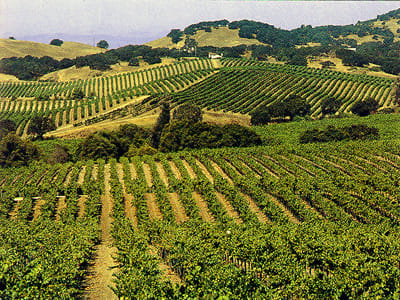 San Francisco: Half-Day Wine Country Tour with Wine Tastings – San Francisco, California