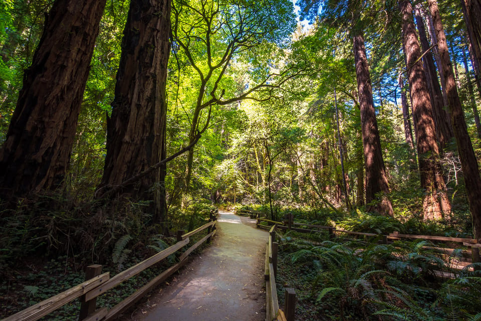 San Francisco: Muir Woods, San Francisco and Sausalito Tour – San Francisco, California