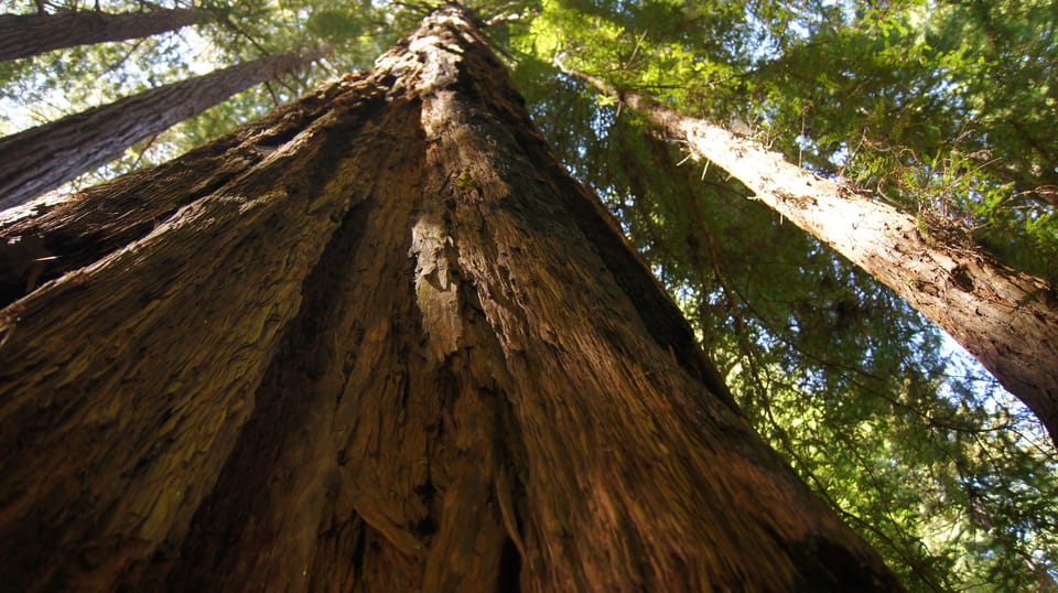 San Francisco: Muir Woods Tour & Golden Gate Bay Cruise – San Francisco, California