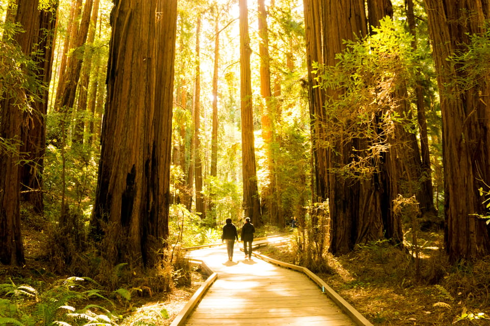 San Francisco: Muir Woods and Sausalito Experience – California, California