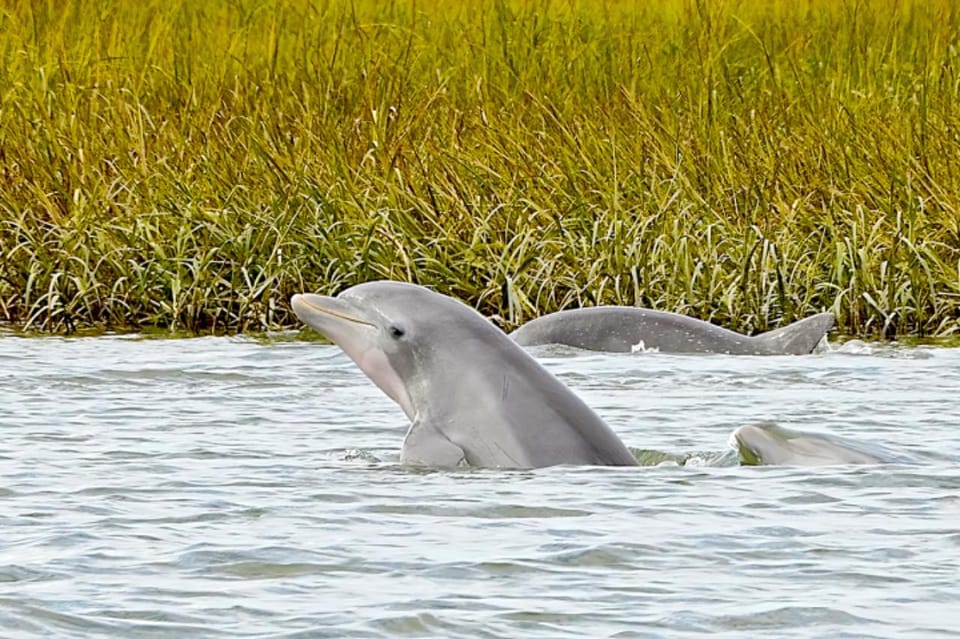 Savannah: Dolphin Spotting Eco Tour with Experienced Captain – Savannah, Georgia