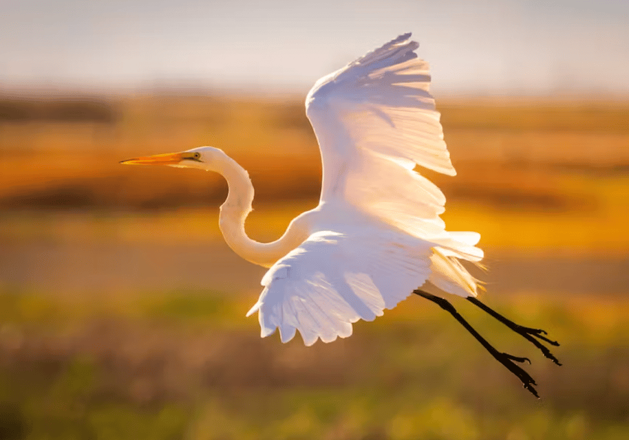 Savannah: Sunset Dolphin Watching Eco Tour by Boat – Savannah River, Georgia