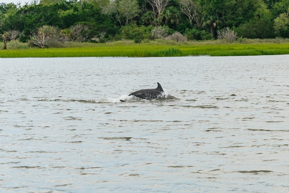 Savannah: Tybee Island Dolphin Tour – Tybee Island, Georgia