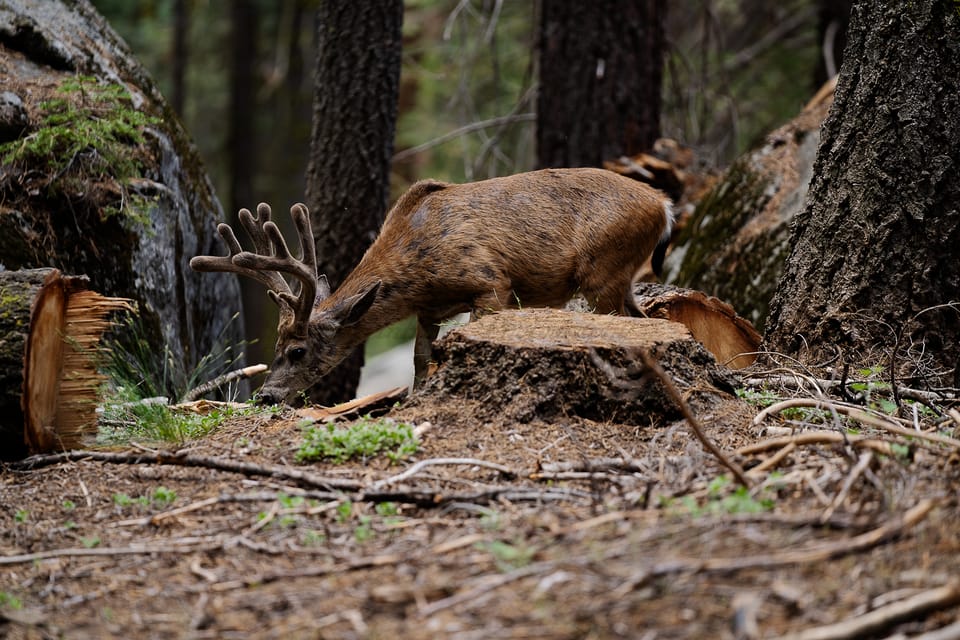 Sequoia National Park: Sherman Tree & Congress Trail Walk – California, California