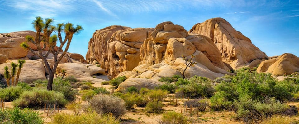 Tour to Joshua Tree National park from Los Angeles – California, California